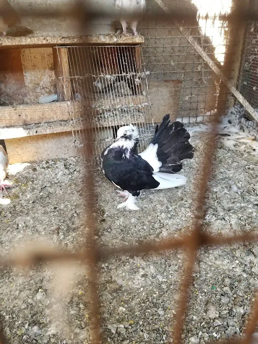 Jack's Pet Shop Picture 2
