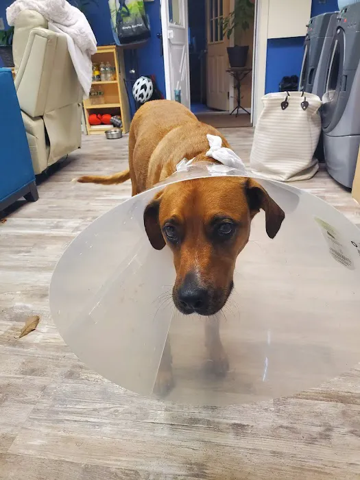 Animal Hospital of White Plains Picture 5