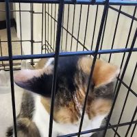 Animal Hospital of White Plains ico