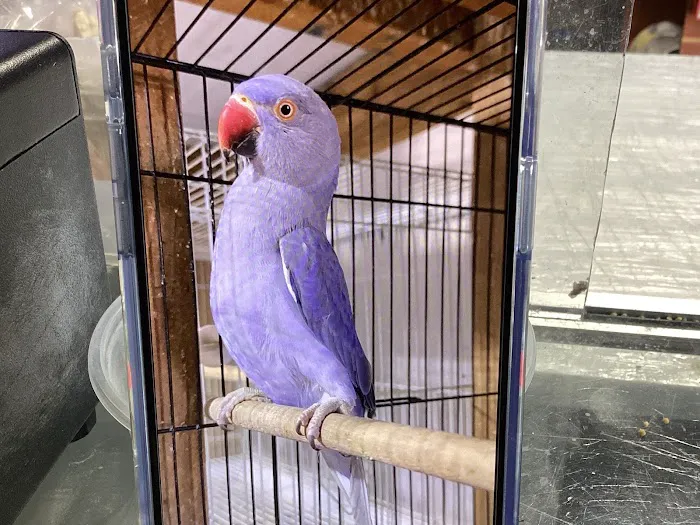 Birdman Pet Shop Picture 4