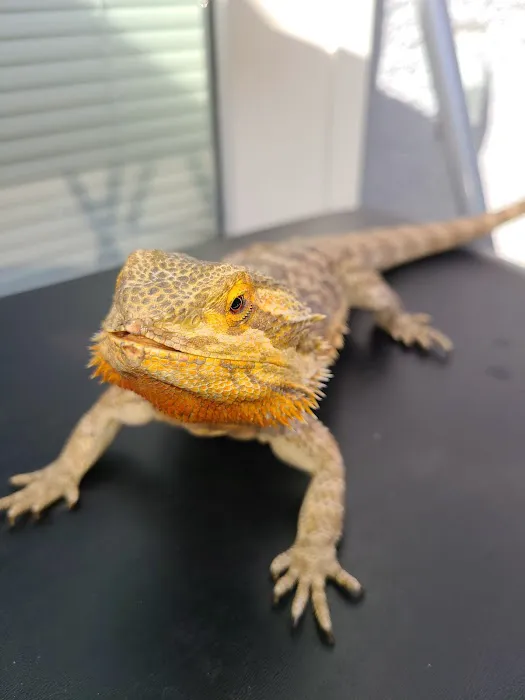 Birdman Pet Shop Picture 7