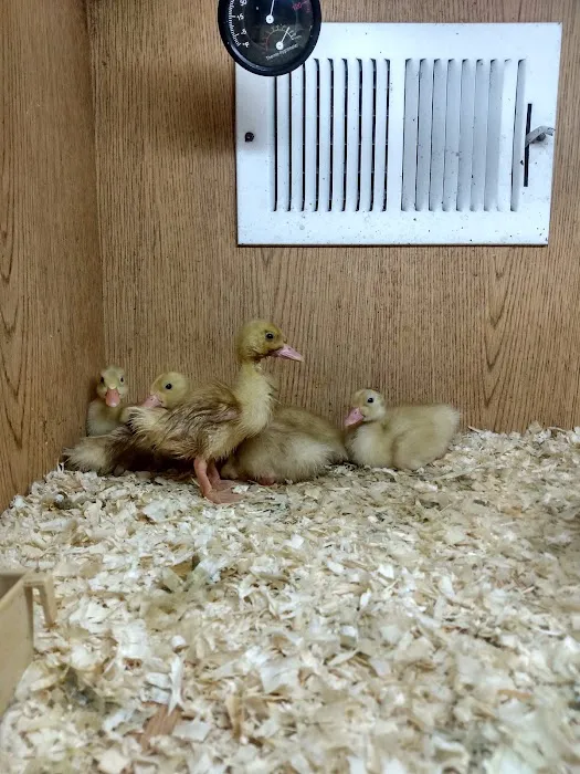 Birdman Pet Shop Picture 3