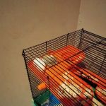 Birdman Pet Shop