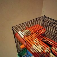 Birdman Pet Shop ico