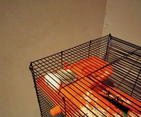Birdman Pet Shop