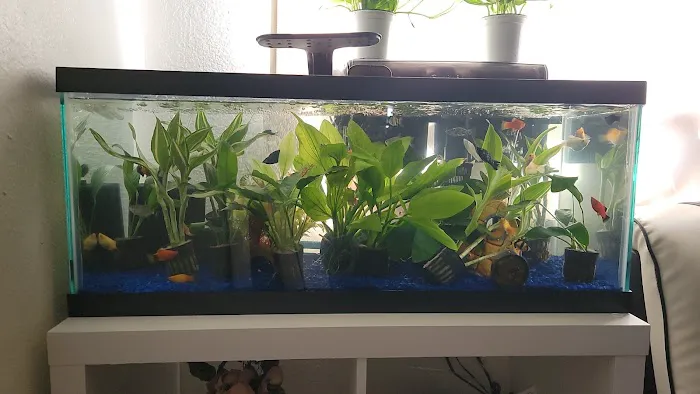 Birdman Pet Shop Picture 8