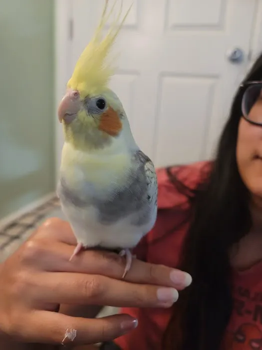 Birdman Pet Shop Picture 10