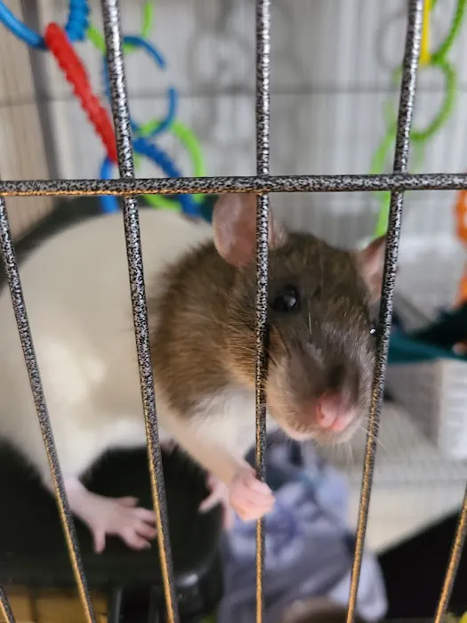 Birdman Pet Shop Picture 6