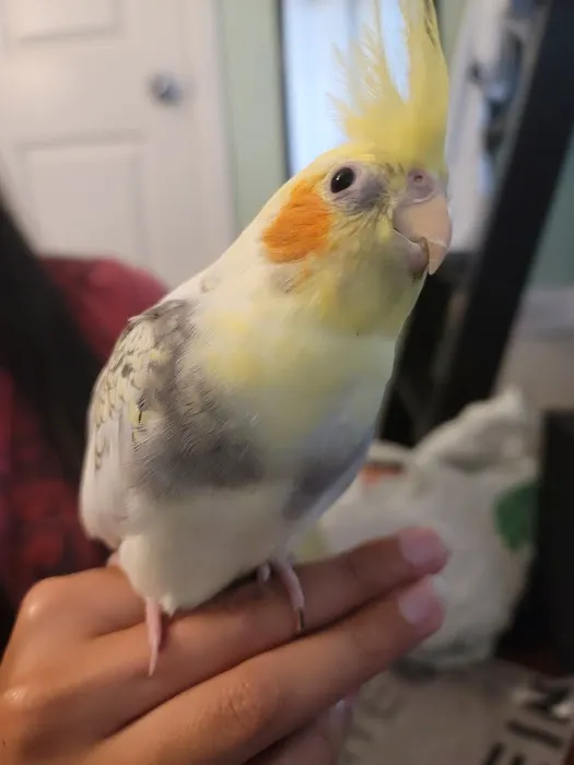 Birdman Pet Shop Picture 9