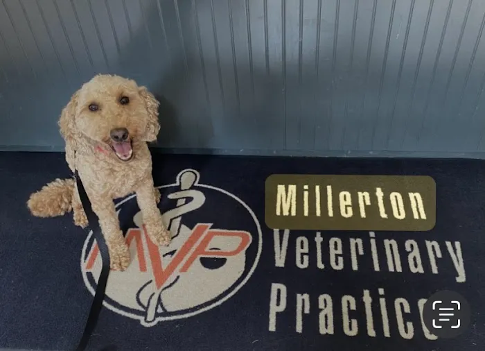 Millerton Veterinary Practice, PLLC Picture 4