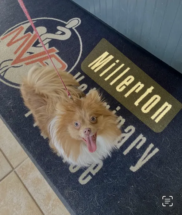 Millerton Veterinary Practice, PLLC Picture 6