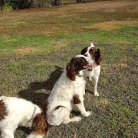Pine Plains Veterinary Hospital ico