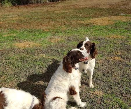 Pine Plains Veterinary Hospital
