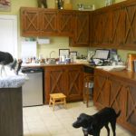 Integrative Animal Care