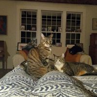 Sand Road Animal Hospital ico