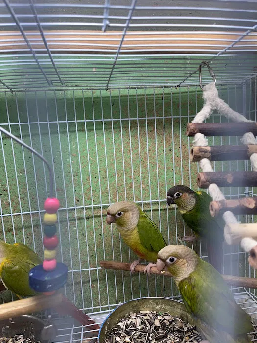 Quetzal Bird Shop Picture 9