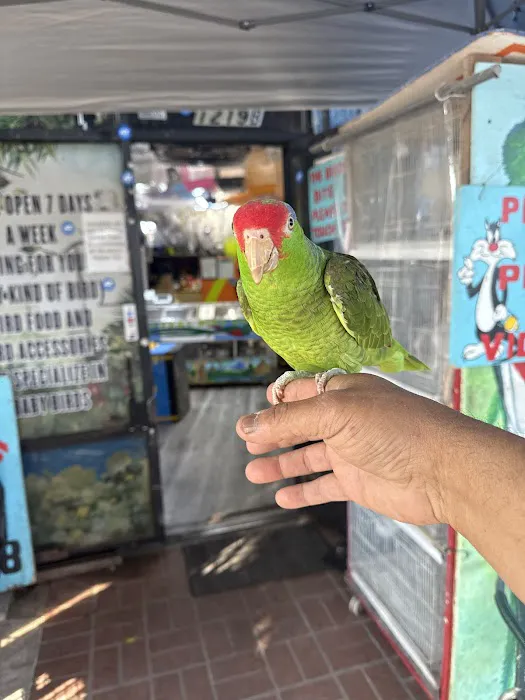 Quetzal Bird Shop Picture 8