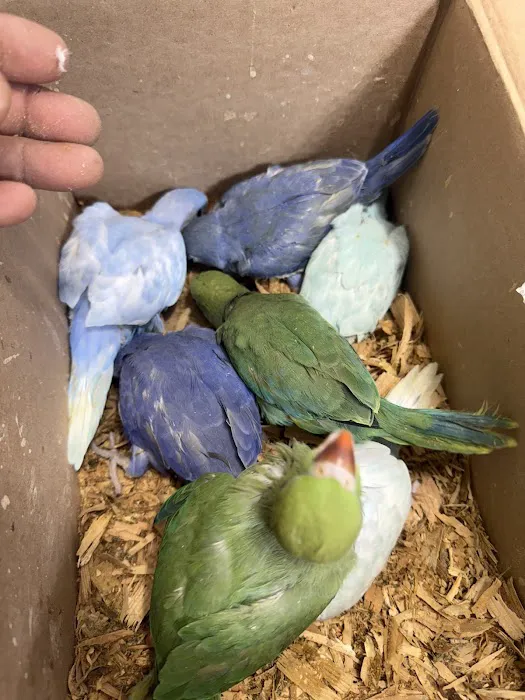 Quetzal Bird Shop Picture 3