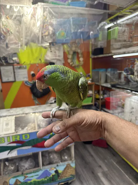 Quetzal Bird Shop Picture 4