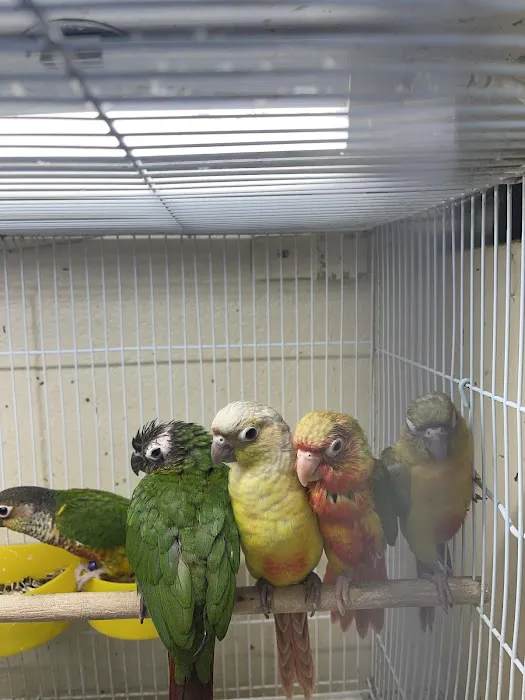 Quetzal Bird Shop Picture 2