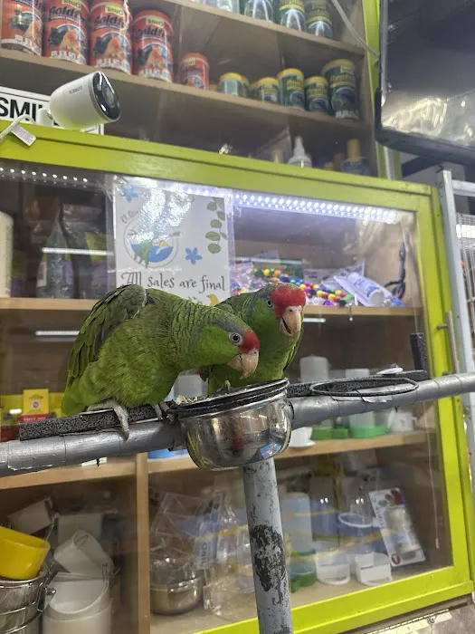 Quetzal Bird Shop Picture 1