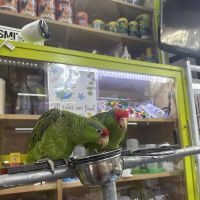 Quetzal Bird Shop ico