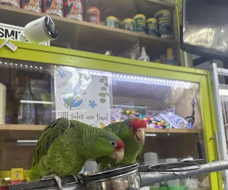 Quetzal Bird Shop