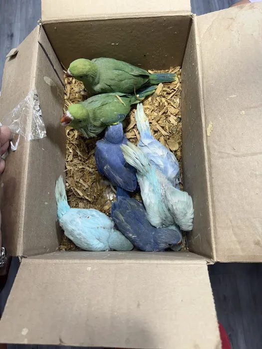 Quetzal Bird Shop Picture 5
