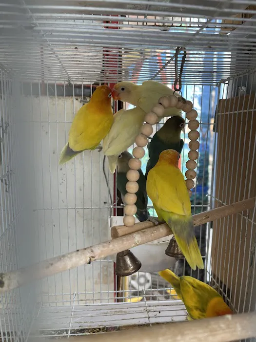 Quetzal Bird Shop Picture 6