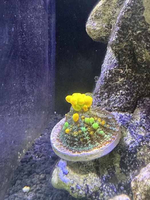 Joker Corals Picture 6