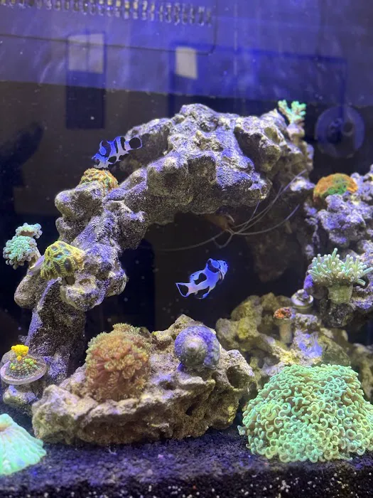 Joker Corals Picture 2