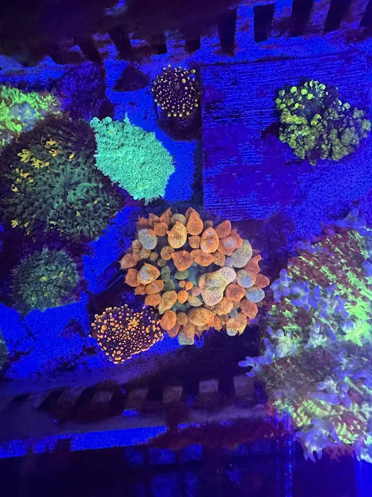 Joker Corals Picture 5