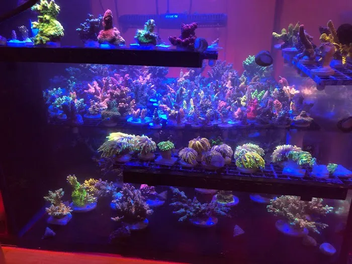 Joker Corals Picture 3