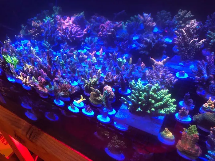 Joker Corals Picture 4