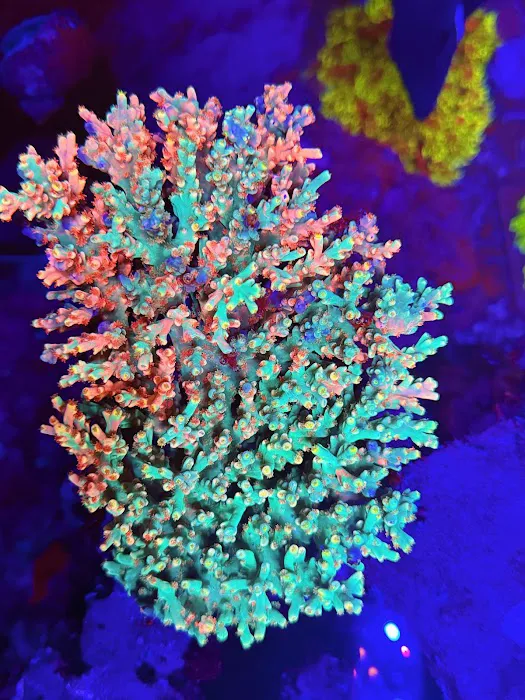 Joker Corals Picture 9