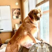 Copake Veterinary Hospital ico
