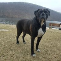 Animal Health Practice, Inc. ico