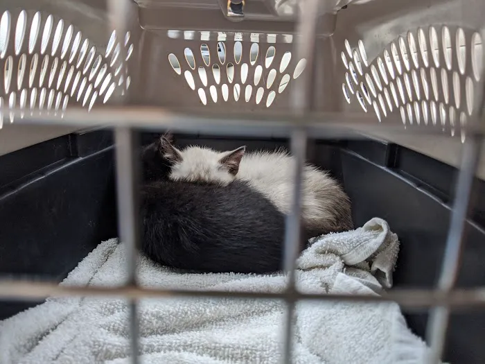 Northwest Corner Veterinary Hospital Picture 6