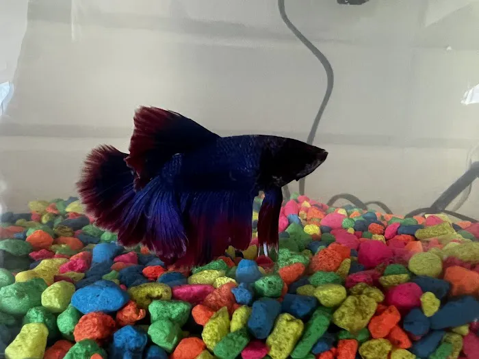 Aquatech Aquarium Service Picture 1