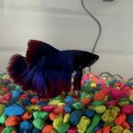 Aquatech Aquarium Service
