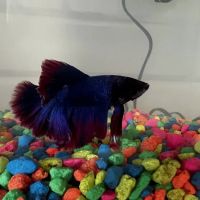 Aquatech Aquarium Service ico