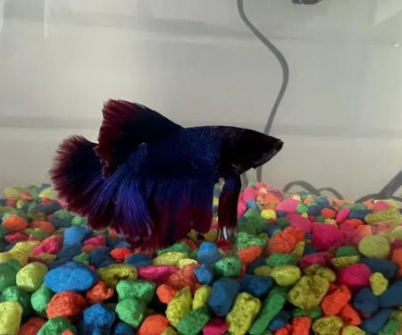 Aquatech Aquarium Service