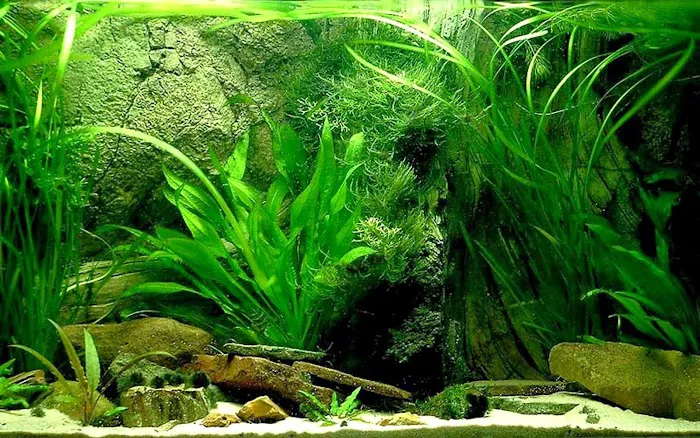 Aquatech Aquarium Service Picture 7