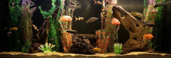Aquatech Aquarium Service Picture 3