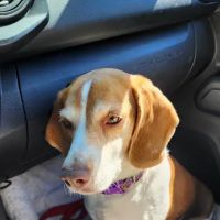 Berkshire Animal Care ico