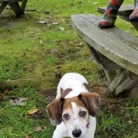 New Baltimore Animal Hospital ico