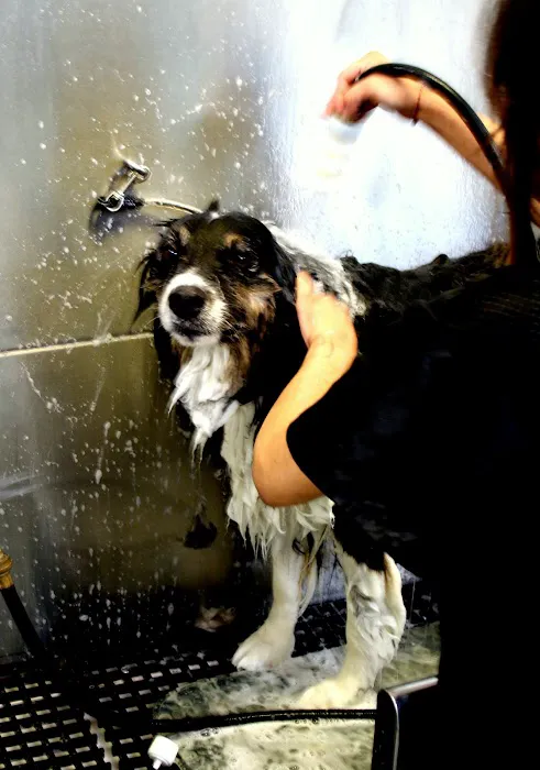 Bubbles Pet Spa Picture 5