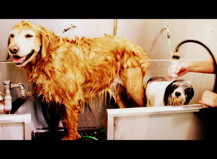 Bubbles Pet Spa Picture 7