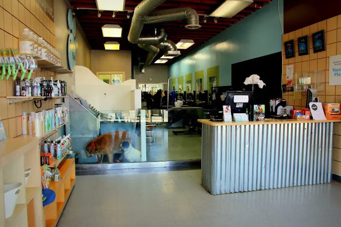 Bubbles Pet Spa Picture 3