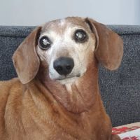 Kinderhook Animal Hospital ico